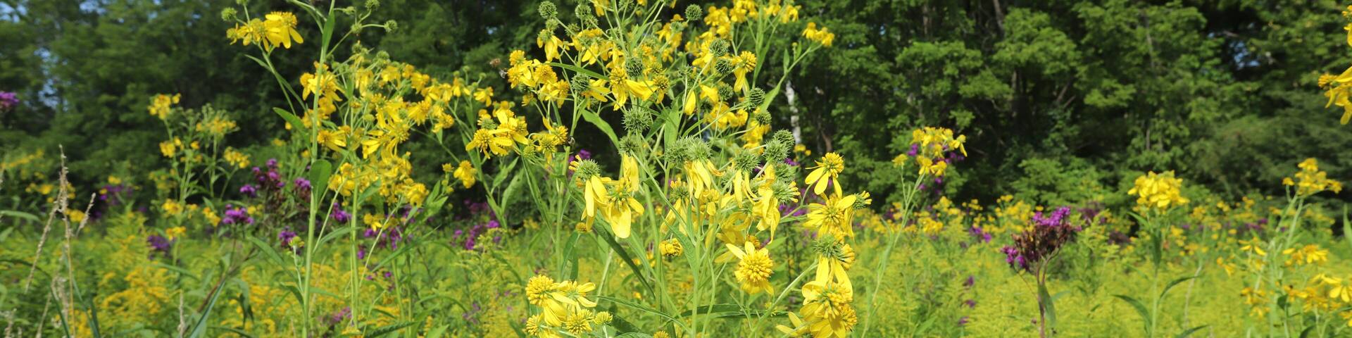 Yellow flowers of the Wingstem (Verbesina alternifolia) in a field during the summer. The species gets its name from raised ridges along the edge of the stem.
