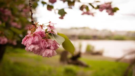 Cherry blossoms along the Susquehanna river