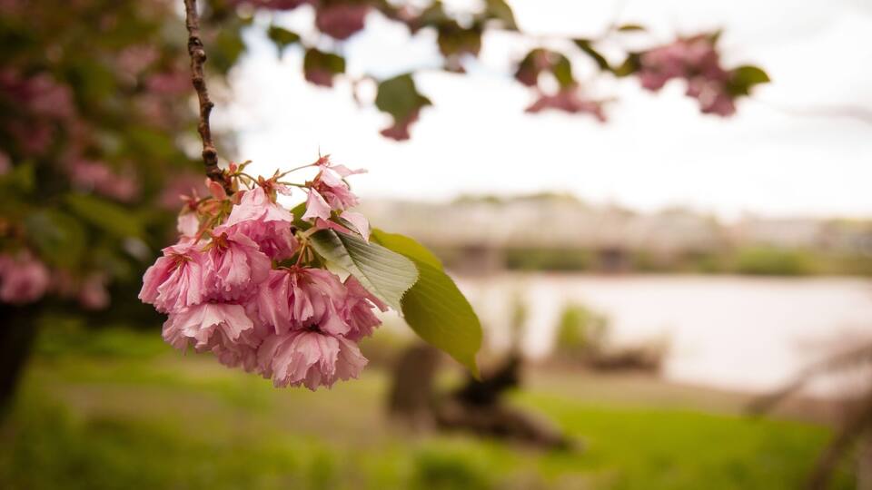 A branch with pink flowers and a green leaf.