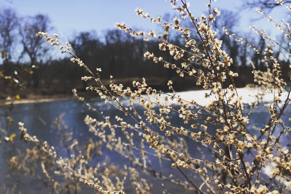 Een tak van een boom met kleine witte bloemen in een natuurlijke omgeving.