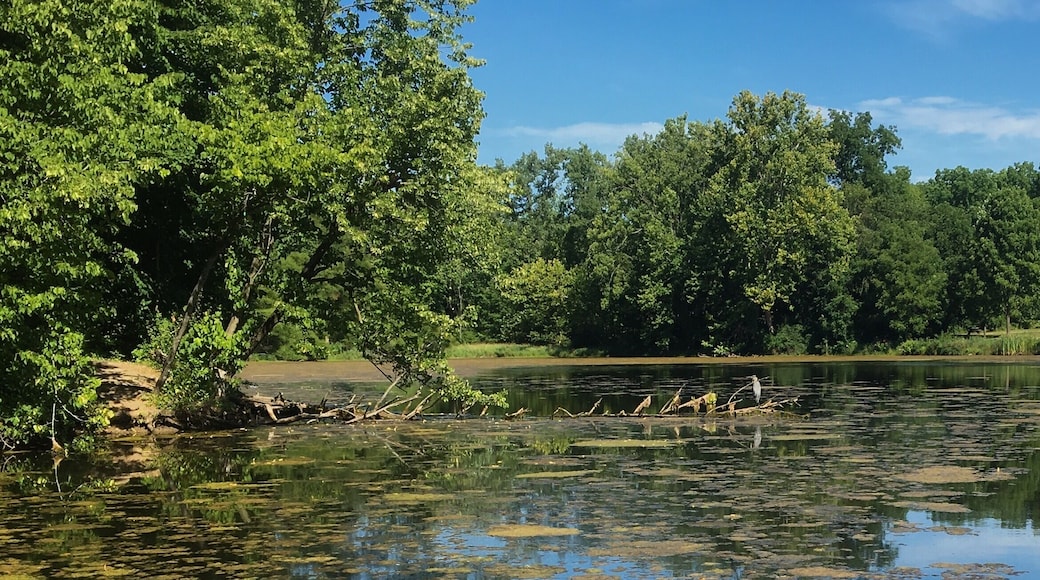 Taking a minute to walk around and decompress after a family visit in Indiana. I found this little gem of a park to stroll around. Lots of flowers and wildlife as well as well marked interpretive trails.
#Blue
#Reflections
#Hiking