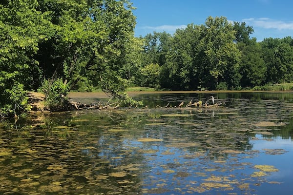 Taking a minute to walk around and decompress after a family visit in Indiana. I found this little gem of a park to stroll around. Lots of flowers and wildlife as well as well marked interpretive trails.
#Blue
#Reflections
#Hiking