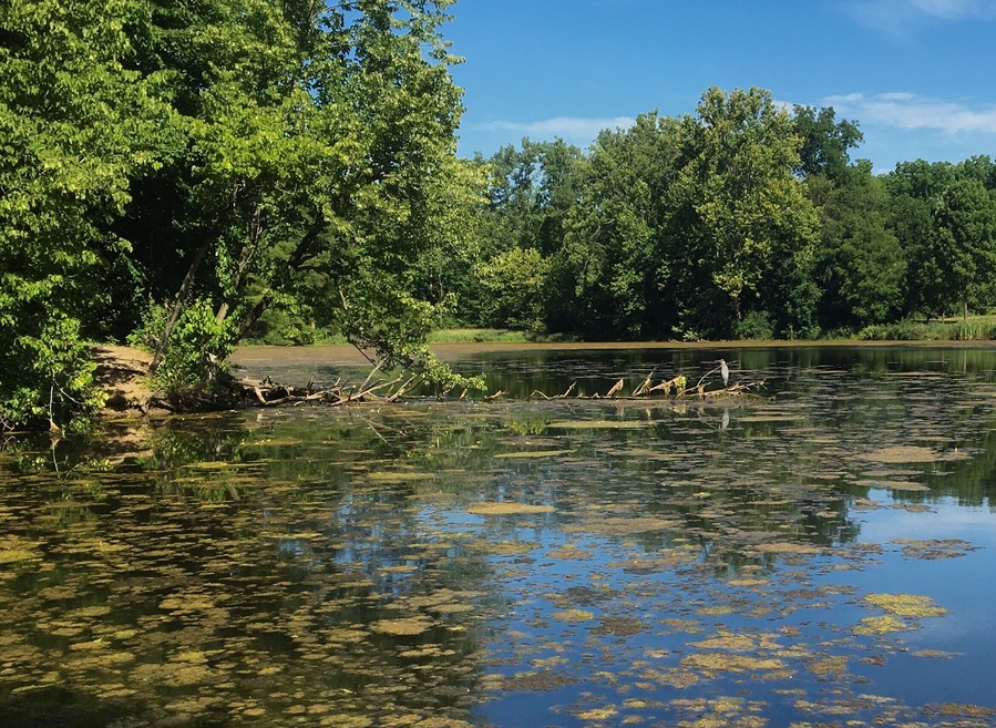 Taking a minute to walk around and decompress after a family visit in Indiana. I found this little gem of a park to stroll around. Lots of flowers and wildlife as well as well marked interpretive trails. 
#Blue
#Reflections
#Hiking