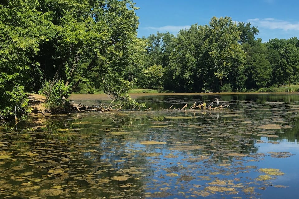 Un lago tranquilo rodeado de árboles verdes y densos, con lirios en la superficie del agua.
