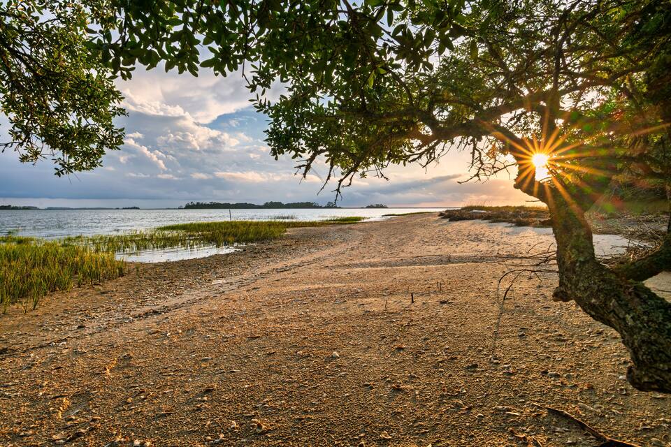 A beach with a tree casting a shadow, a sandy shore, and a body of water in the background.
