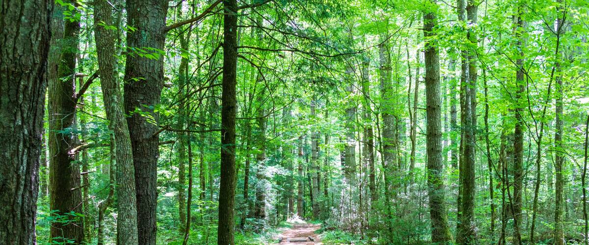 Beautiful tree lined forest path - North Carolina Eastern United States