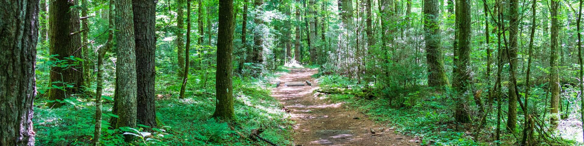 A forested path surrounded by tall trees and lush green foliage.