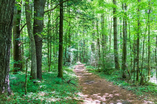 Beautiful tree lined forest path - North Carolina Eastern United States