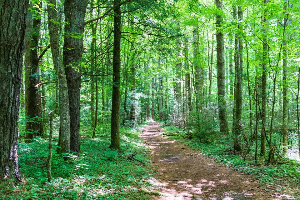 Un sendero arbolado rodeado de árboles altos y abundante follaje verde.