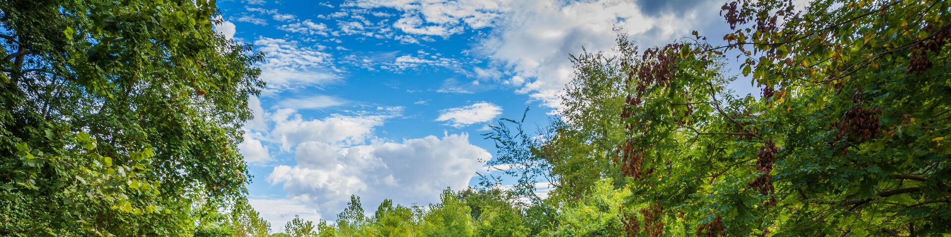 Un río rodeado de densa vegetación verde y un cielo azul claro con nubes.