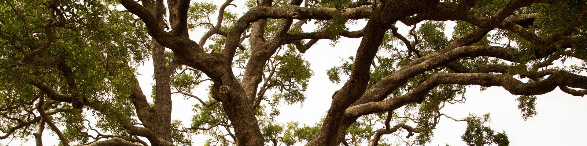 A large, sprawling tree with extensive branches in a park setting.
