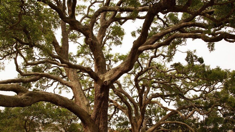 A massive live oak tree in southern Georgia