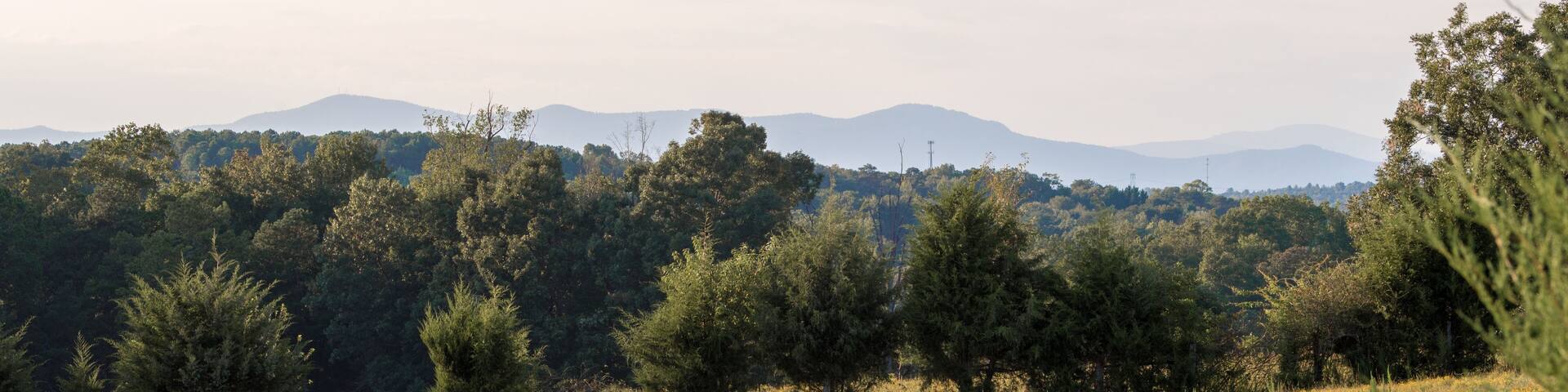 A grassy field with yellow flowers and trees in the foreground, with mountains in the background.