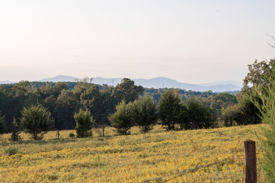 A grassy field with yellow flowers and trees in the foreground, with mountains in the background.