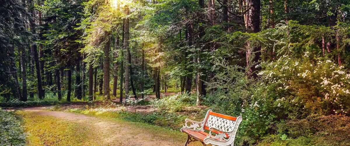 Beautiful vintage bench in retro style in the alley in the dendropark(arboretum). Stepanavan. Armenia