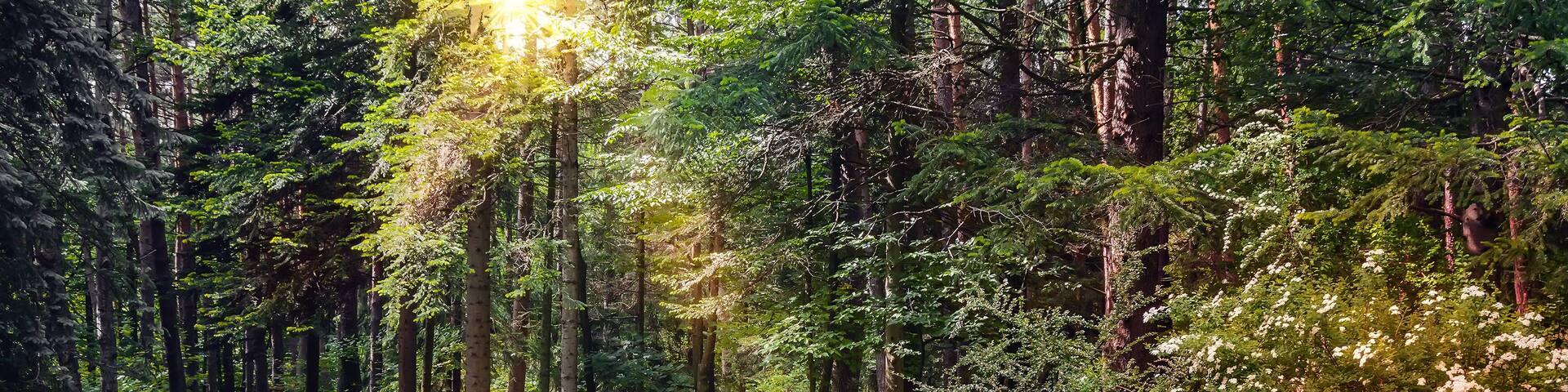 Un sendero en el bosque con un banco.