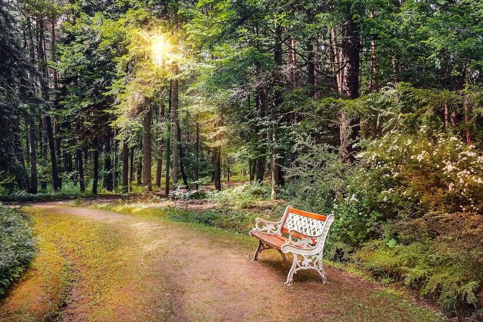 A forest path with a bench.