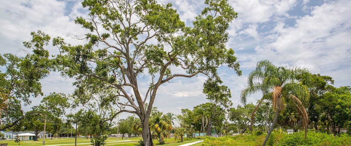 A park with a large tree, a winding path, and lush greenery.