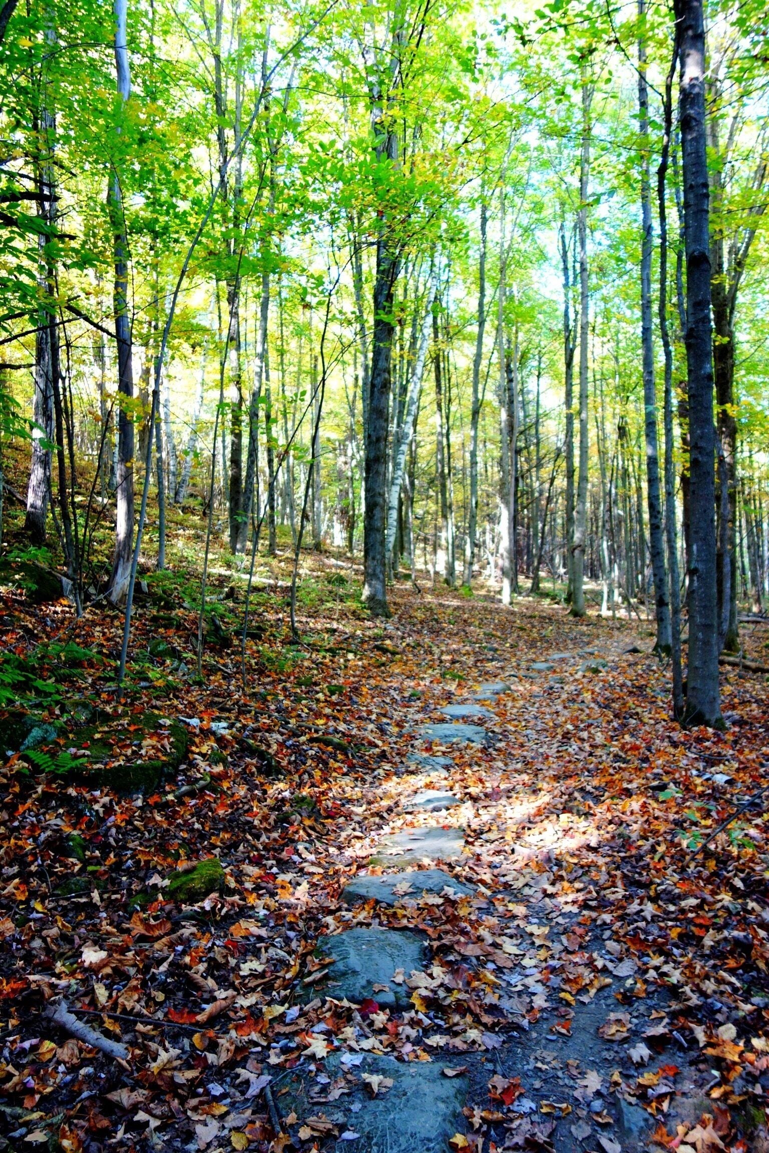 Hiking at Colchester Pond in Colchester, VT USA. #vermont #hiking #foliage #welovetoexplore