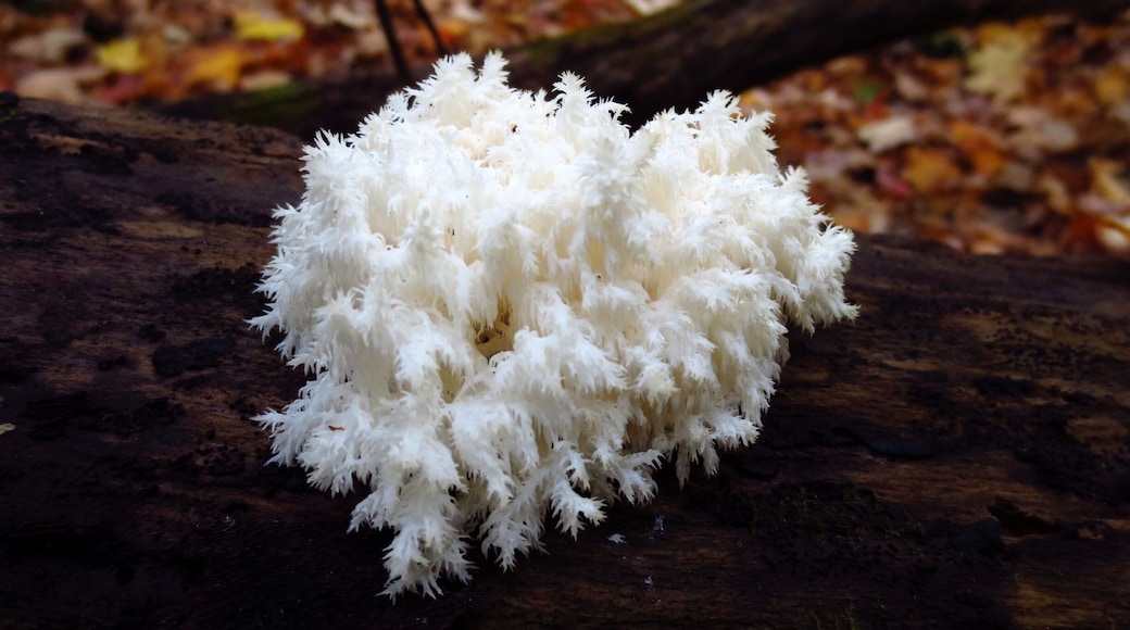 Comb Tooth fungus (Hericium coralloides). I usually hunt for these amazing edible mushrooms when I'm hiking. Found this one at Colchester Pond near Burlington, Vermont. I eat every one I find, Jenn doesn't...more for me! #vermont #hiking #mushrooms #funghi #welovetoexplore