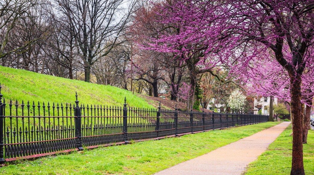 Flowering Red Bud tree, with purple buds, sidewalk, and historic black iron fence at Lafayette Park in St. Louis, Missouri.