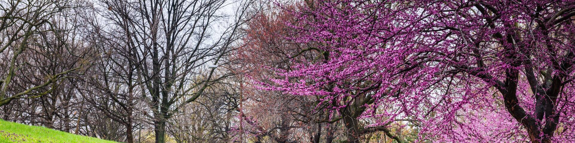 Un parque con un sendero pavimentado, una valla de hierro negro y árboles en floración de color rosa.