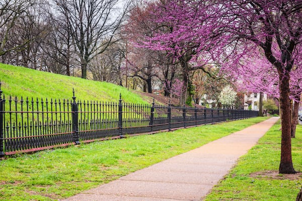 Flowering Red Bud tree, with purple buds, sidewalk, and historic black iron fence at Lafayette Park in St. Louis, Missouri.