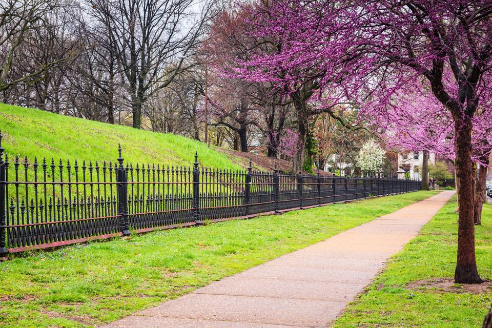 A park with a paved walkway, a black iron fence, and blooming pink trees.