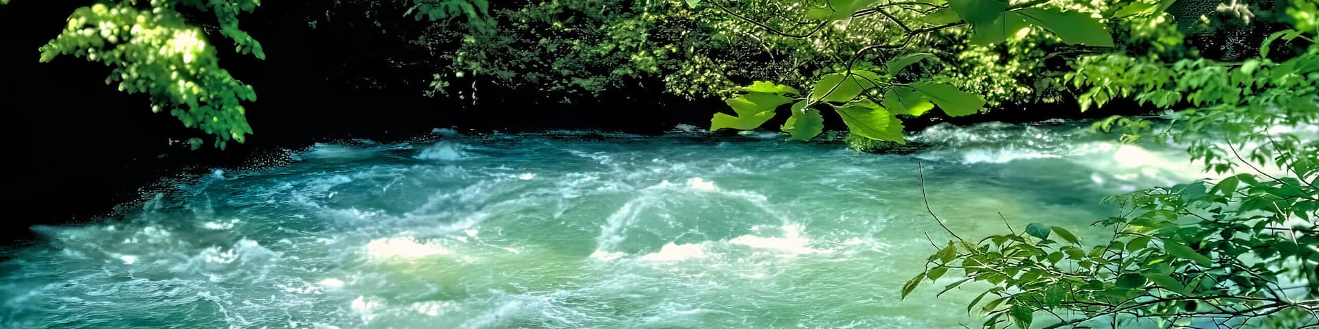 A flowing river surrounded by dense green foliage.