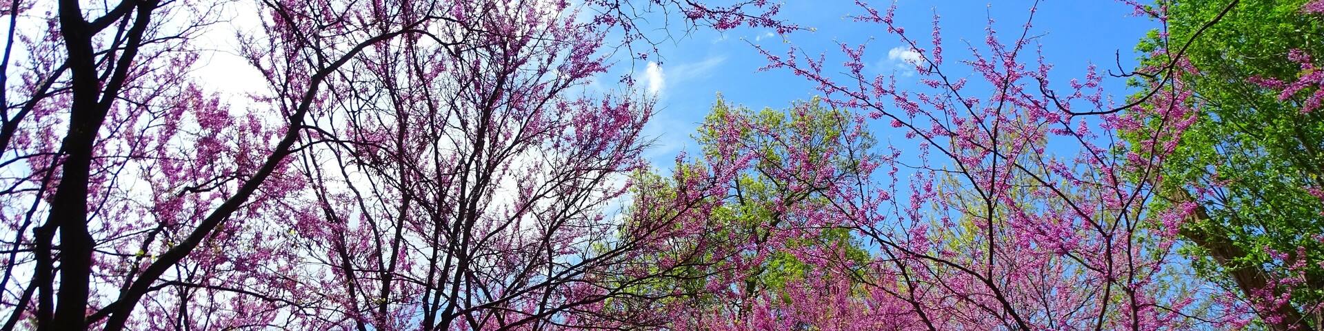 A park with cherry blossom trees in full bloom, a walking path, and a distant building.
