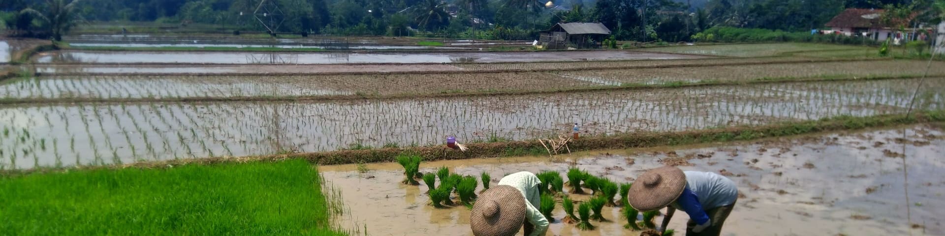 This photo was taken in a rice field in Sukabumi, Indonesia on Friday, April 17, 2020. Farmers working together in a wet rice field, planting young rice seedlings under bright sunlight.