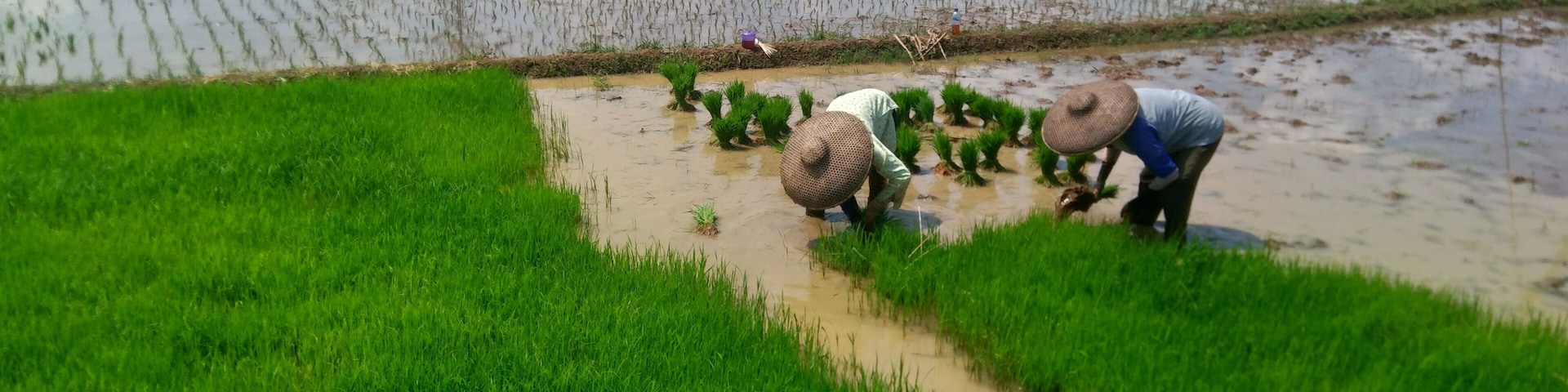 This photo was taken in a rice field in Sukabumi, Indonesia on Friday, April 17, 2020. Farmers working together in a wet rice field, planting young rice seedlings under bright sunlight.