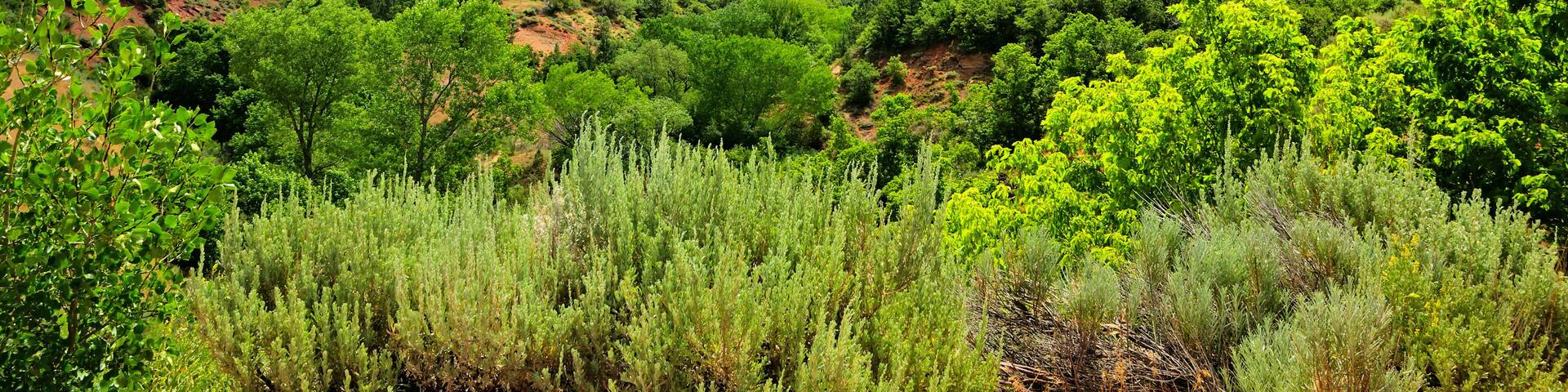Un cañón con paredes rocosas de color rojo, vegetación verde y cielo despejado.