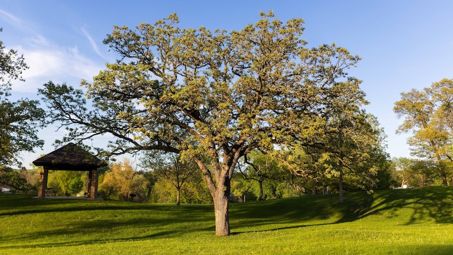 Oak Tree in Suburban Park, Green Space, Minnesota Parks, Midwest Parks, Outdoor Spaces