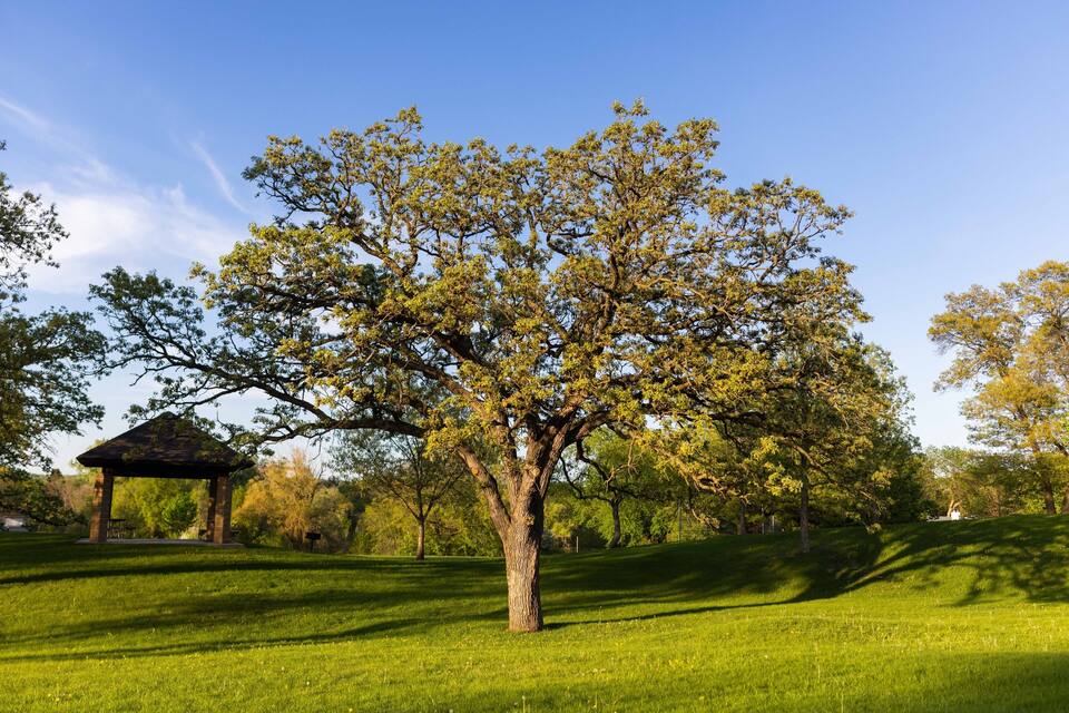 A large tree in a grassy park with a gazebo in the background.