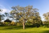 Oak Tree in Suburban Park, Green Space, Minnesota Parks, Midwest Parks, Outdoor Spaces