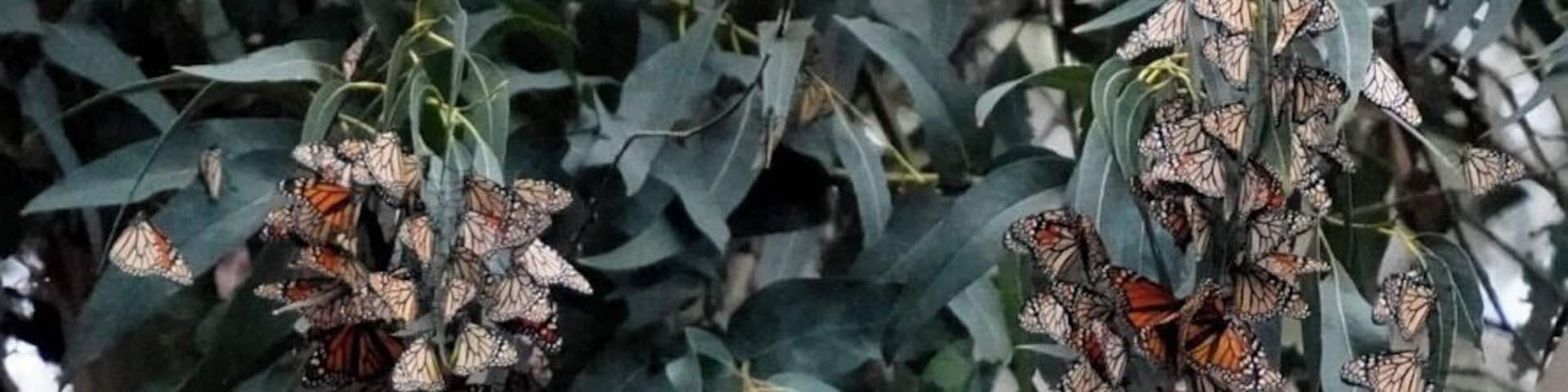 After you stroll through the grove, follow the trail to the beach. Itâs beautiful and not crowded.