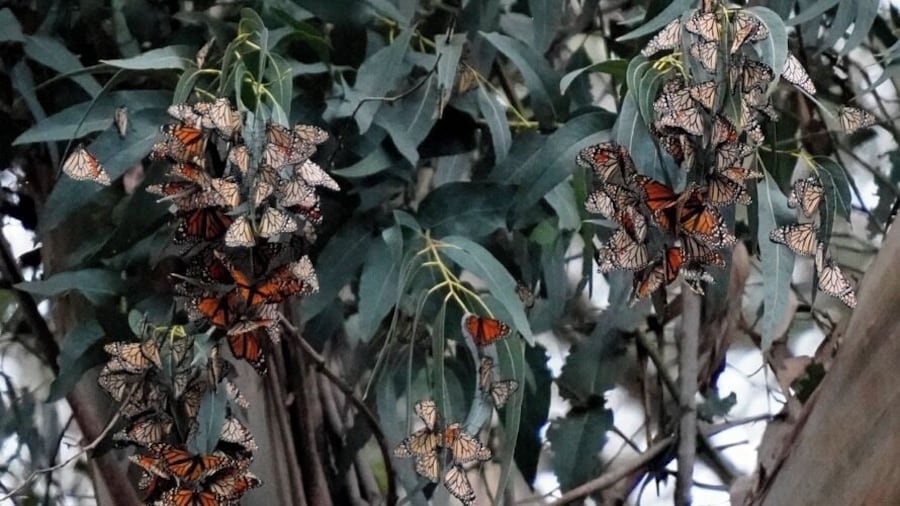 After you stroll through the grove, follow the trail to the beach. It’s beautiful and not crowded.