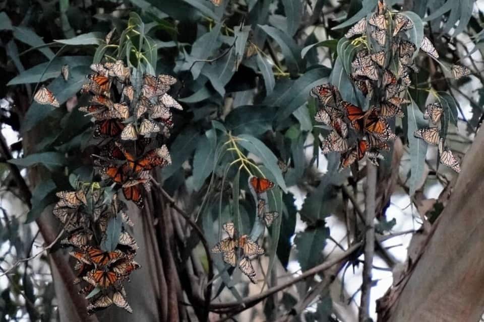 Grupos de mariposas monarca en un árbol con hojas verdes.