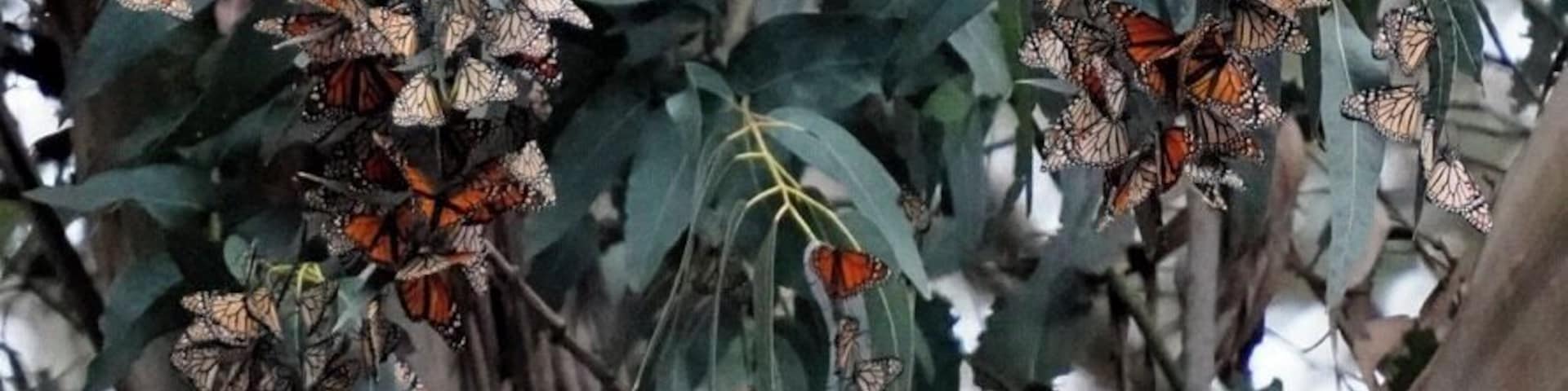 After you stroll through the grove, follow the trail to the beach. It’s beautiful and not crowded.