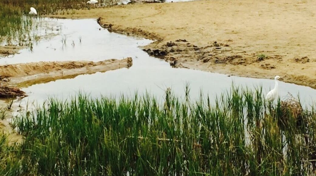 The "cranes" hanging out in Pismo Creek on the way to the beach!