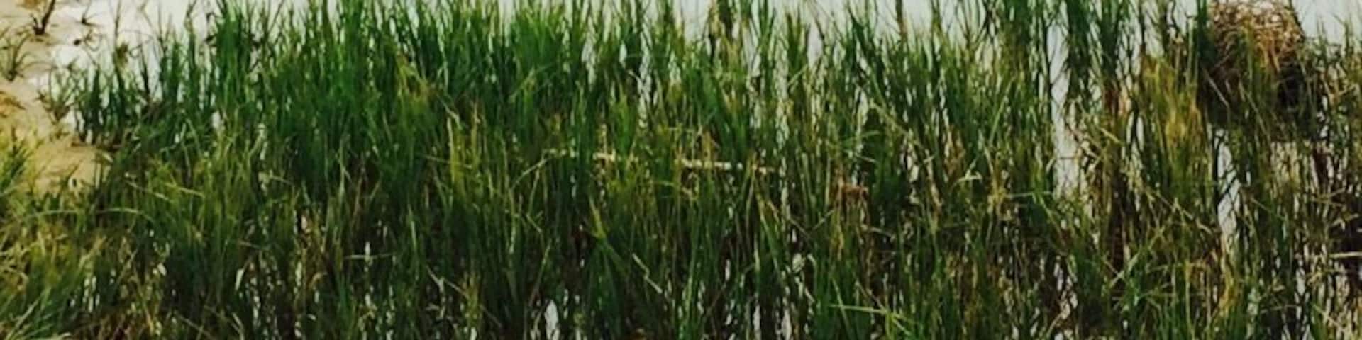 The "cranes" hanging out in Pismo Creek on the way to the beach!