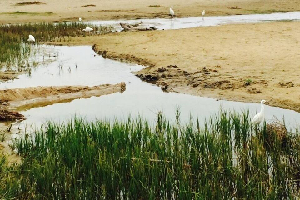 Un humedal con canales de agua y aves blancas.
