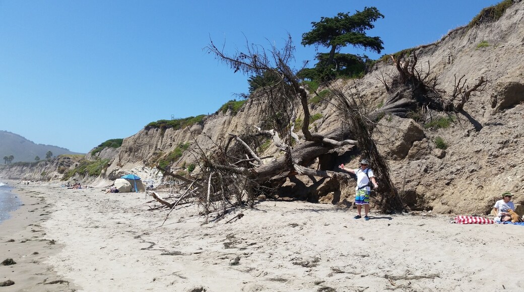 Massive tree that eroded off of the cliff and onto Shell Beach due to the intense rainfall the state had this season!
