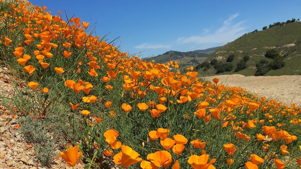 Spot some poppies while hiking months ago