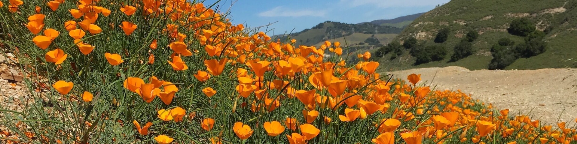 Spot some poppies while hiking months ago