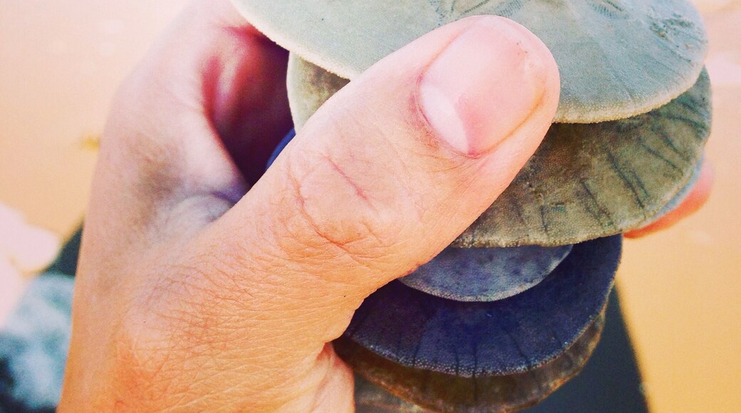 Abundance of sand dollars today! We made sure none were alive, of course. :)