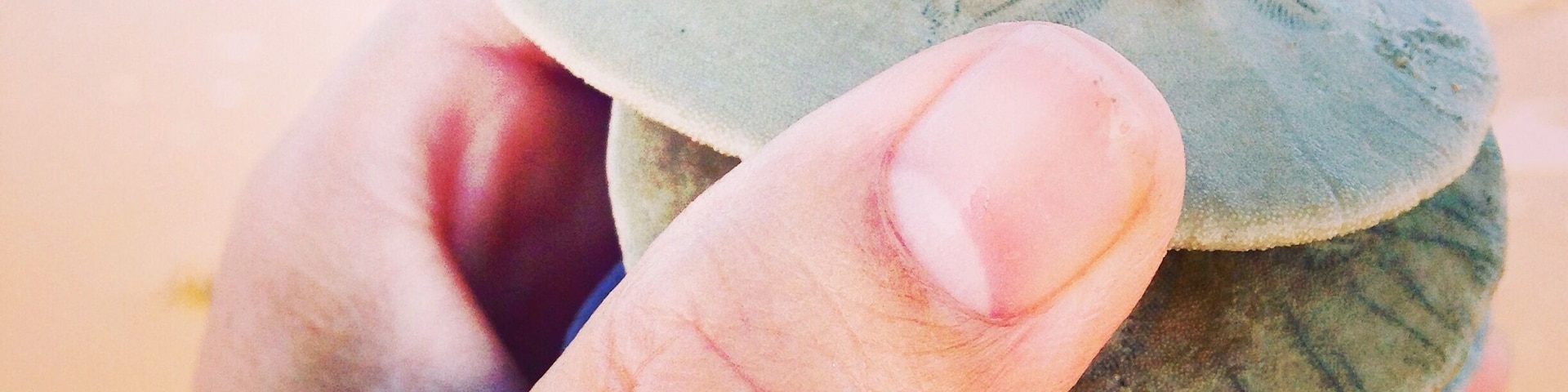 Abundance of sand dollars today! We made sure none were alive, of course. :)