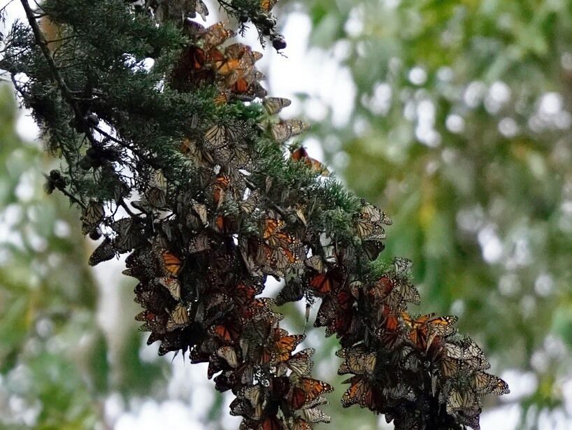 If you were looking for monarchs in migration, Pismo Beach Butterfly Grove was the place this year. You have to look closely and may need to use a telephoto lens.