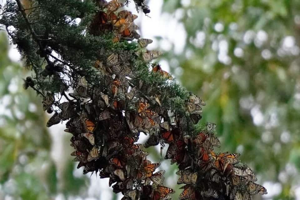 Un grupo de mariposas en una rama de árbol.